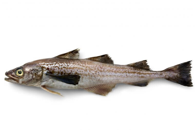 Alaska Pollock