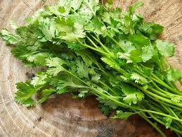 Coriander