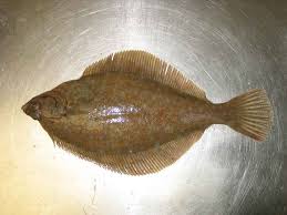 Flatfish