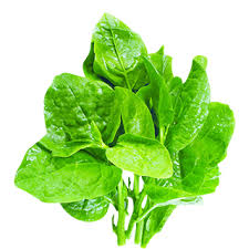 Fresh Spinach