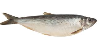 Herring