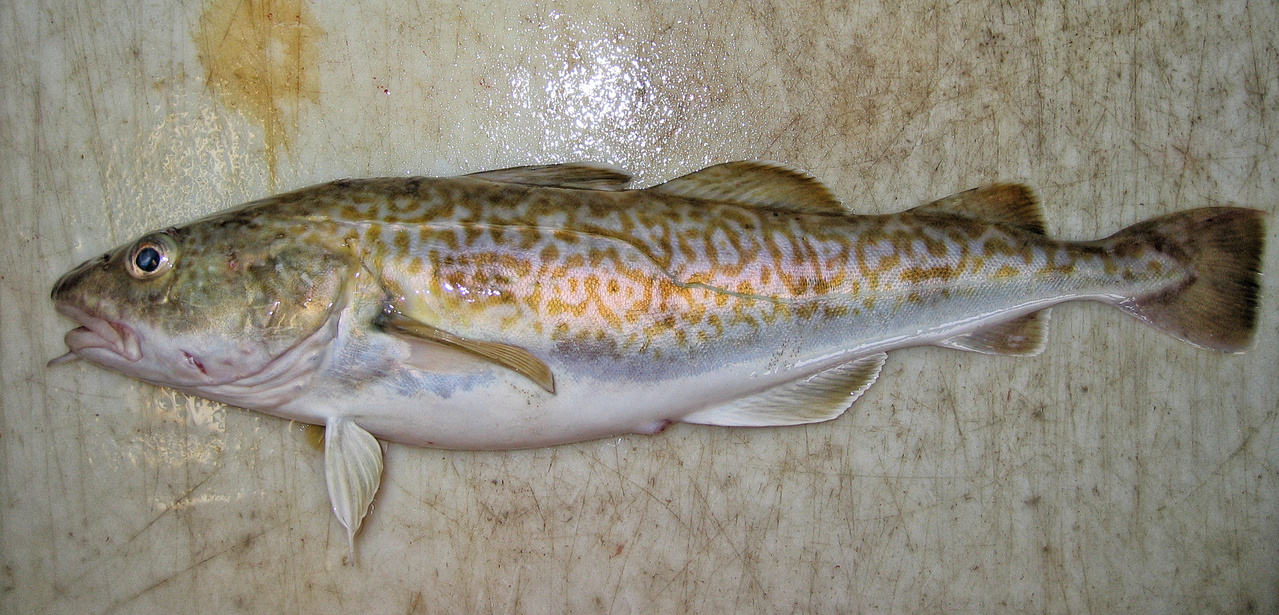 Pacific Cod