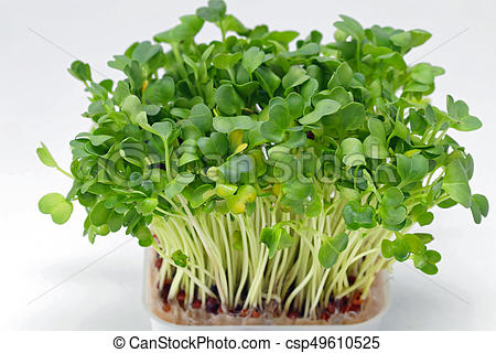 Watercress