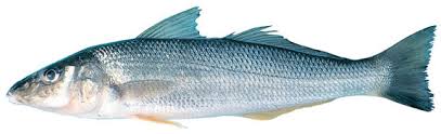 Whiting